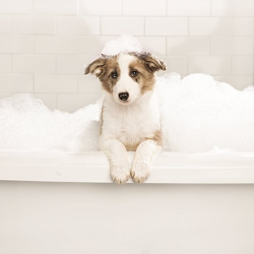petsmart anchorage 5